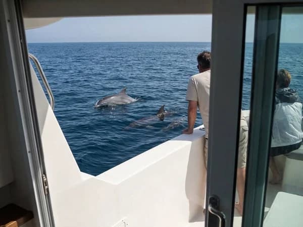 Guests watching dolphins from the back of the boat